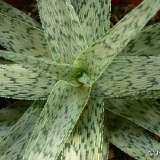 Aloe 'Snow Flakes' P1180140.JPG